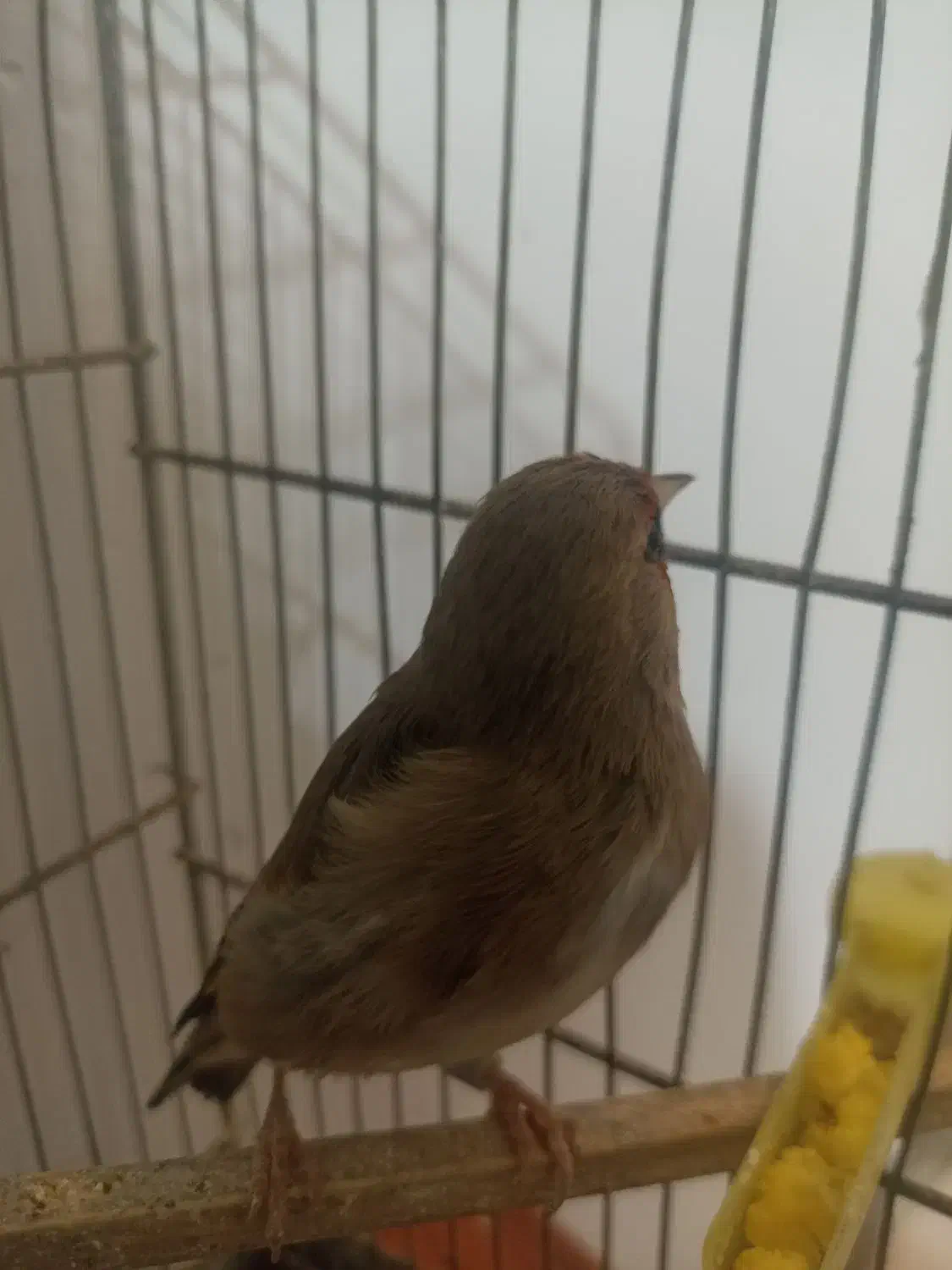 سره|پرنده|مشهد, طبرسی شمالی|دیوار