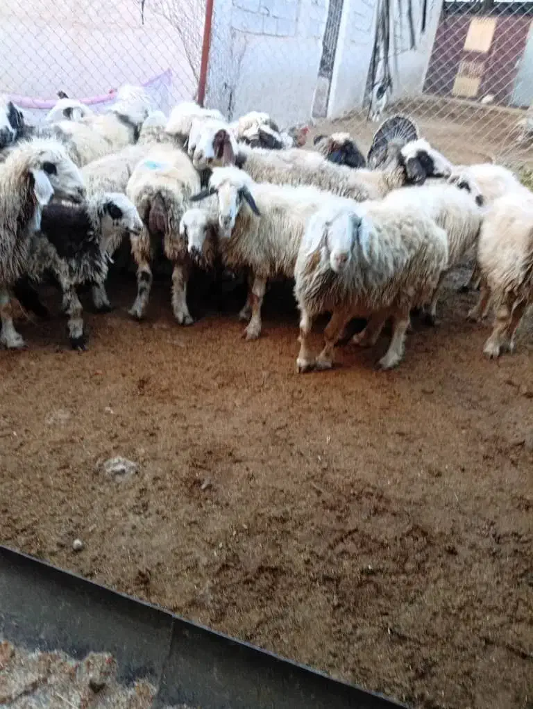 شانزده راس میش داشتی|حیوانات مزرعه|کازرون, |دیوار