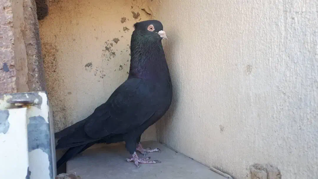 کبوتر زاغ|پرنده|سنندج, |دیوار
