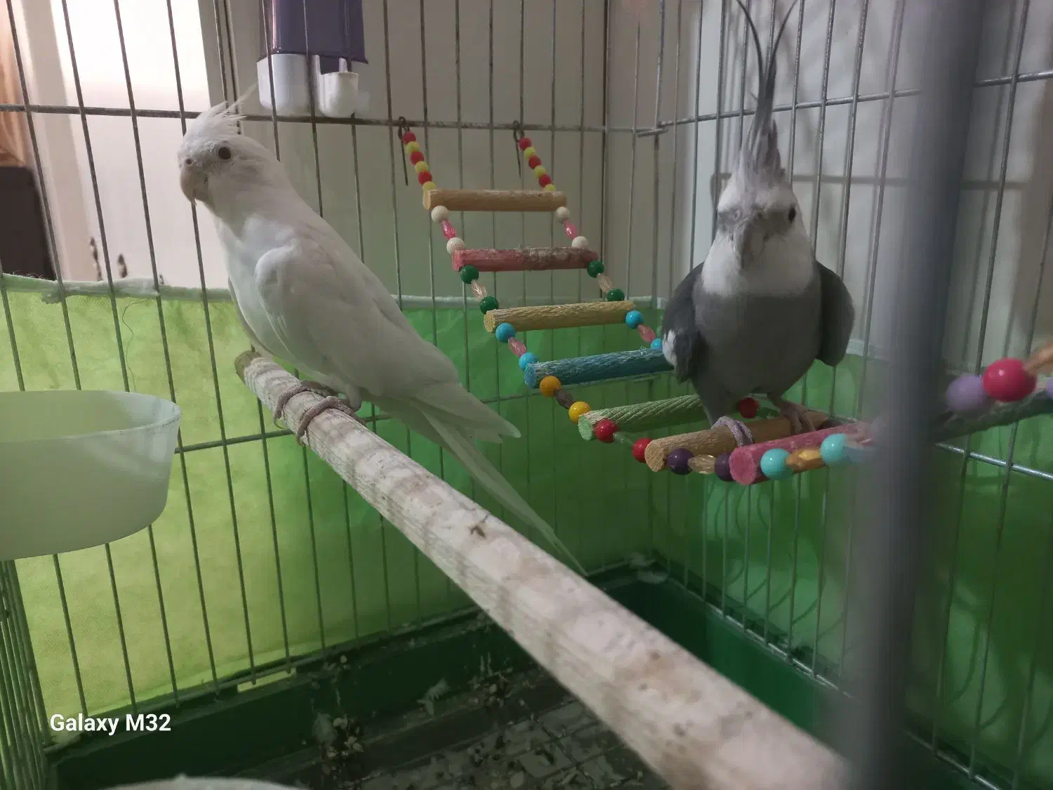 عروس هلندی|پرنده|همدان, |دیوار