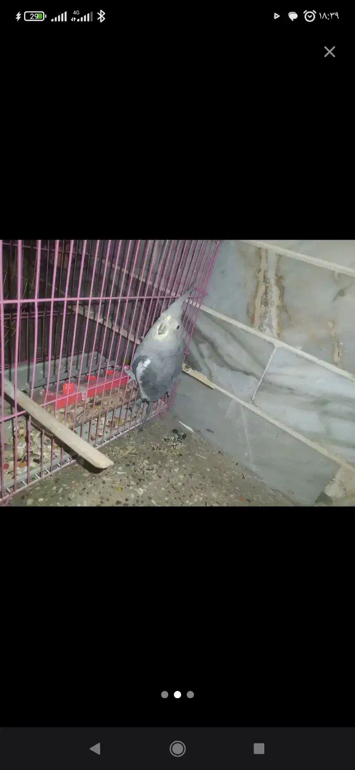 عروس هلندی|پرنده|رامیان, |دیوار