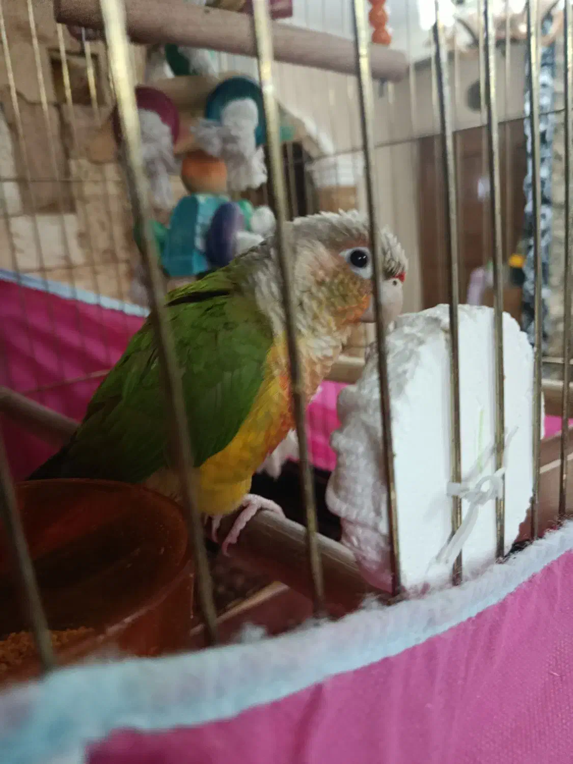 گرینچیک|پرنده|قزوین, |دیوار