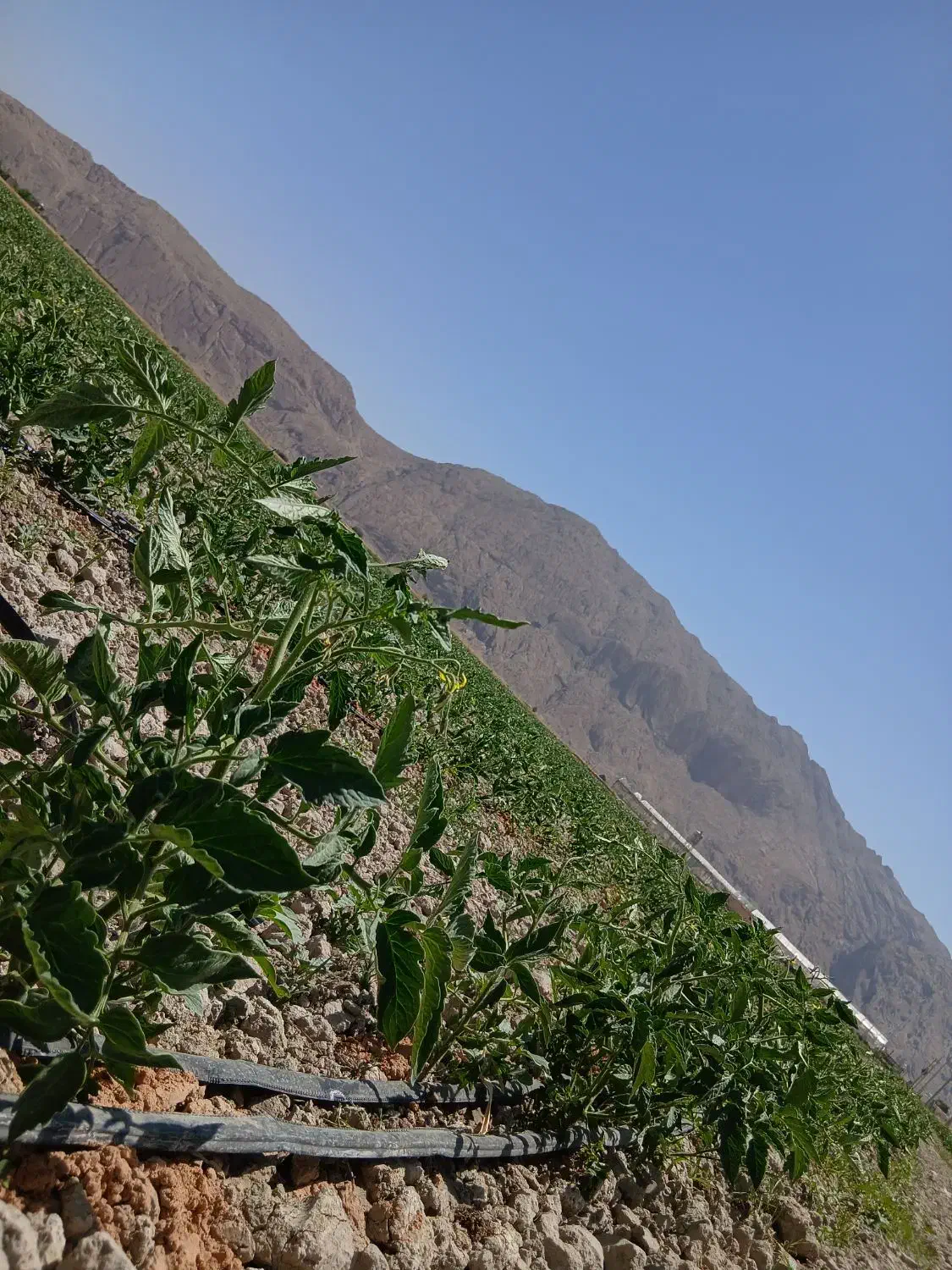 زمین کشاورزی بشرط آب|اجارهٔ دفتر صنعتی، کشاورزی، تجاری|مرودشت, رامجرد یک|دیوار