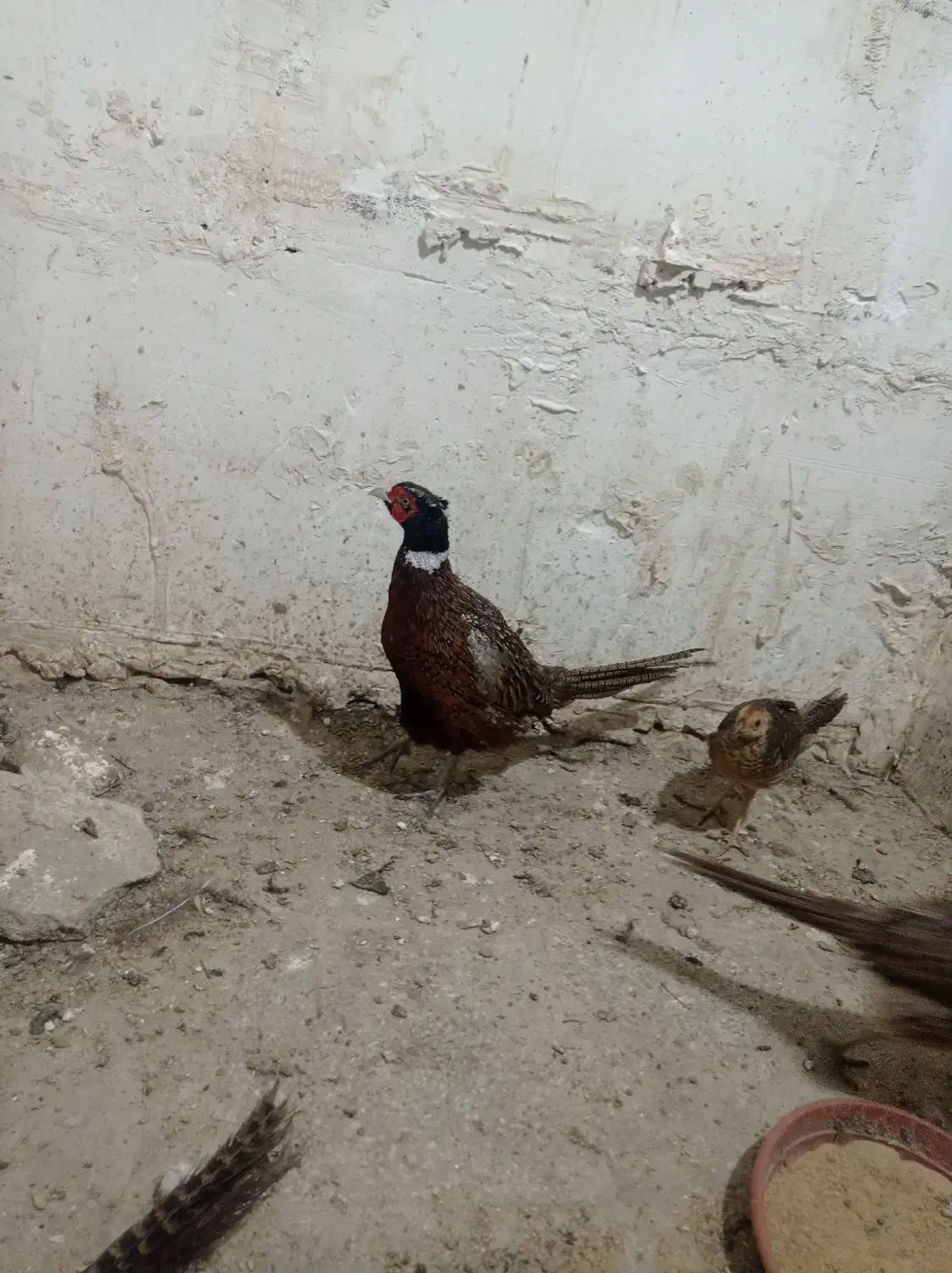 مرغ و خروس زینتی|حیوانات مزرعه|تهران, هفده شهریور|دیوار