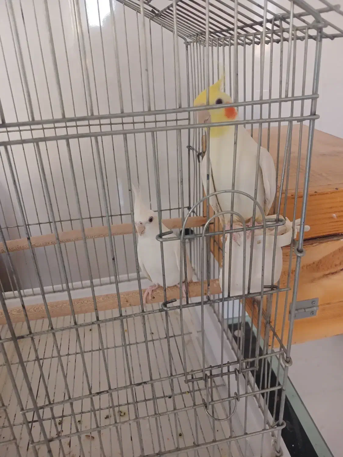 جفت عروس هلندی|پرنده|آبپخش, |دیوار