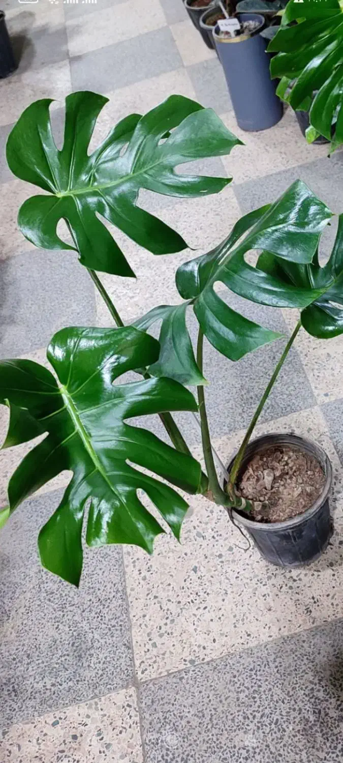 گل بامبو کلکسیونی|کلکسیون اشیاء عتیقه|بروجرد, |دیوار