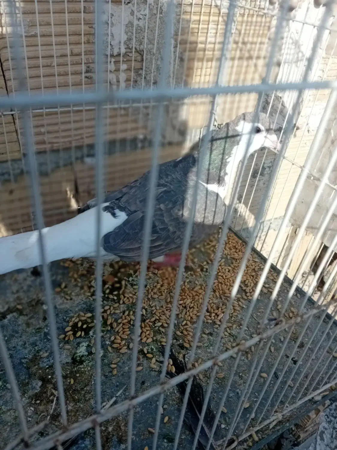 کبوتر|پرنده|چناران, |دیوار