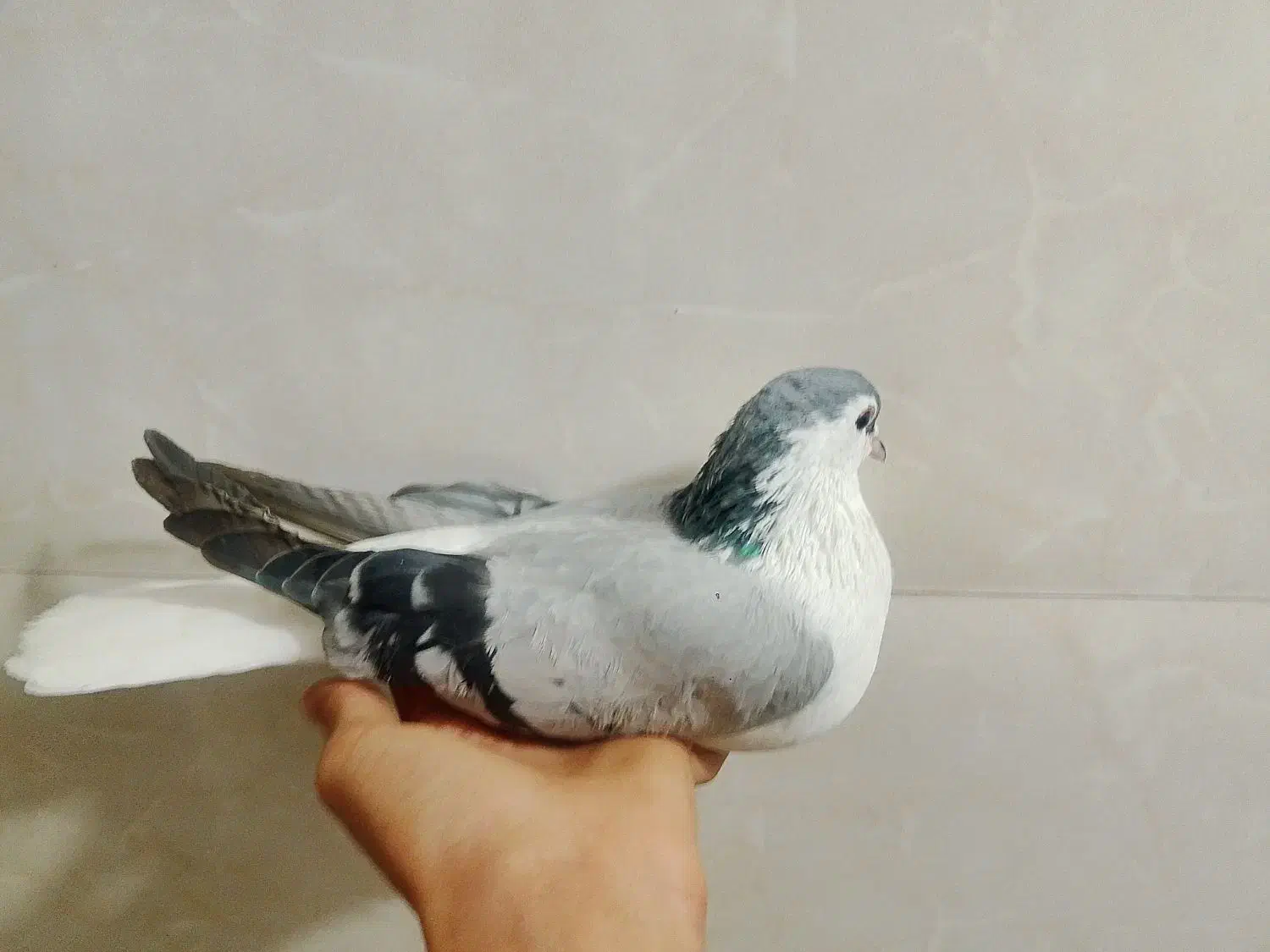 کبوتر|پرنده|شوشتر, |دیوار