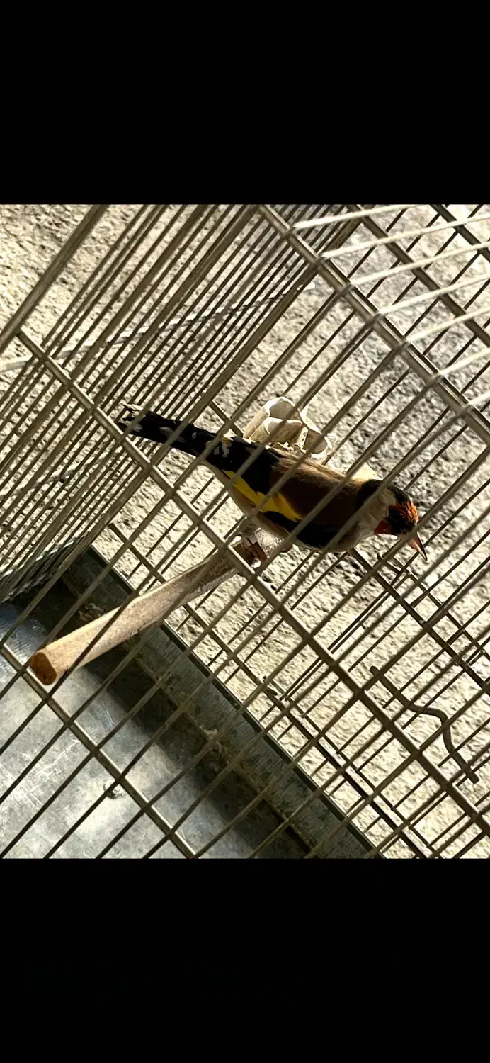 سهرە نر|پرنده|سردشت, |دیوار