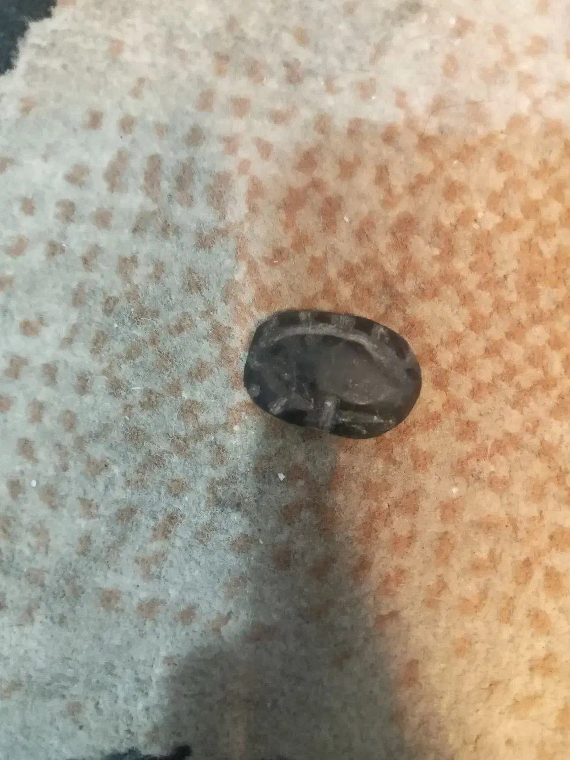 هبهاب سیاه|بدلیجات|خرمشهر, |دیوار