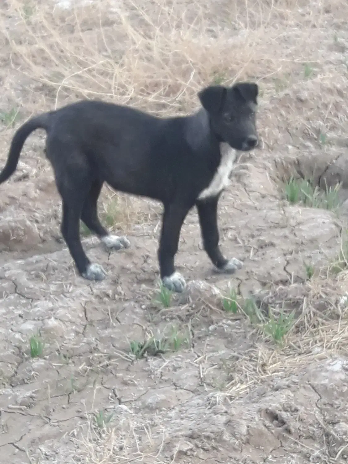 توله سگ واگذاری|سگ|قم, جمکران|دیوار