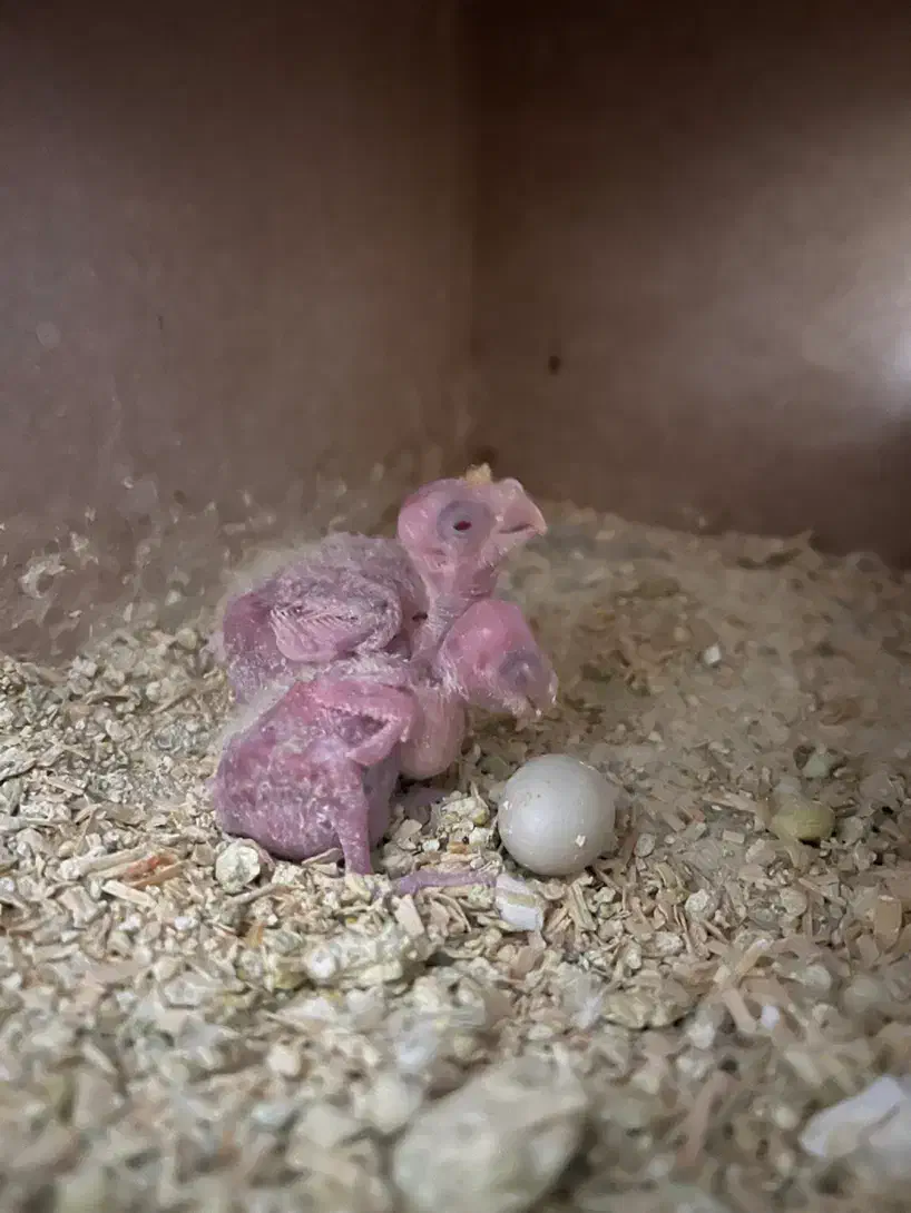 جوجه عروس هلندی|پرنده|قم, امامزاده ابراهیم|دیوار