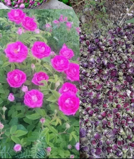 غنچه خشک|گل و گیاه طبیعی|مشگین شهر, |دیوار