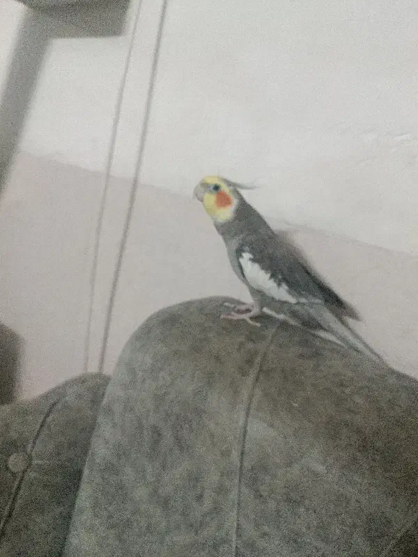 عروس هلندی نر|پرنده|مشهد, شهید آوینی|دیوار