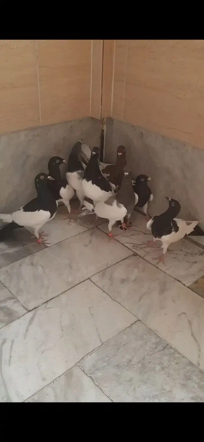 هشت عدد نر و ماده یهودی|پرنده|تهران, صد دستگاه|دیوار