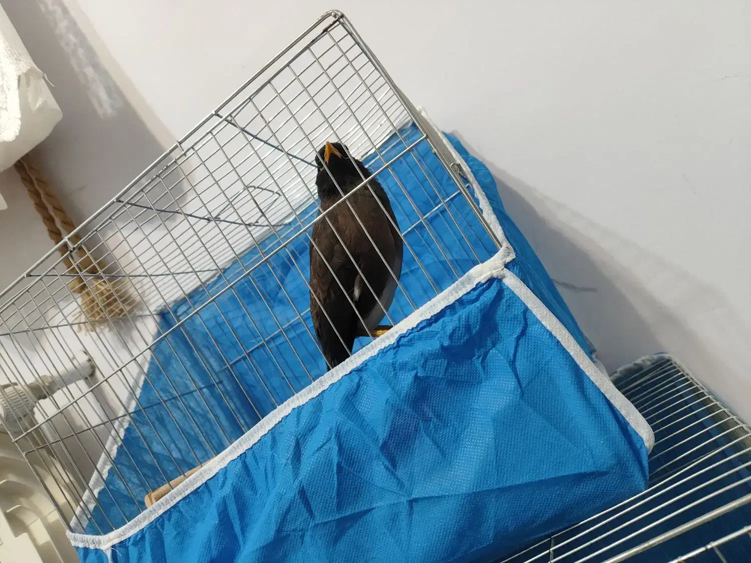 پرند مرغ مینا ومرغ عشق|پرنده|فولادشهر, مسکن مهر فولادشهر|دیوار