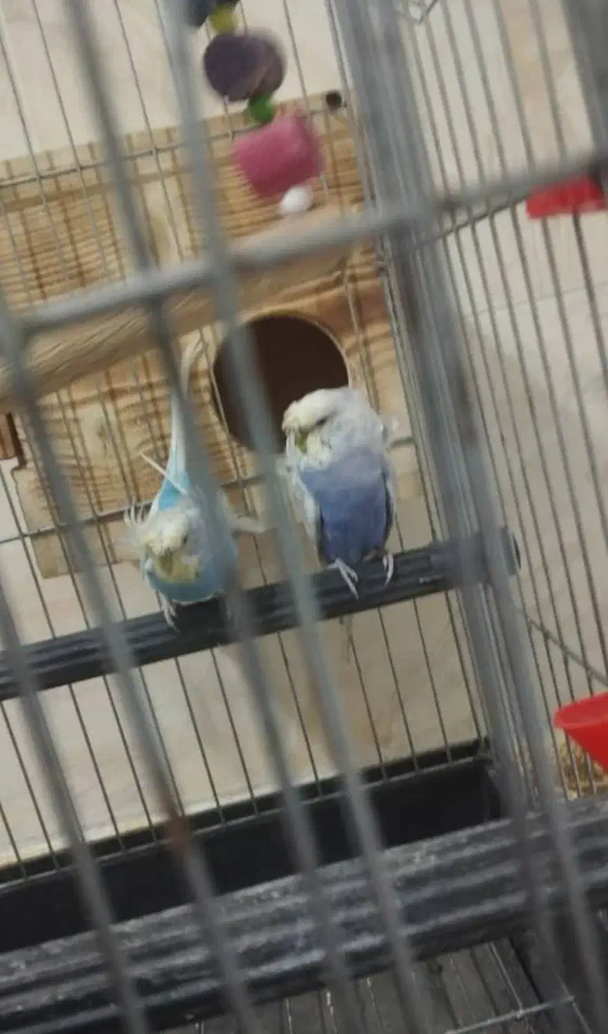 جفت پروانه ای|پرنده|شمیل, |دیوار