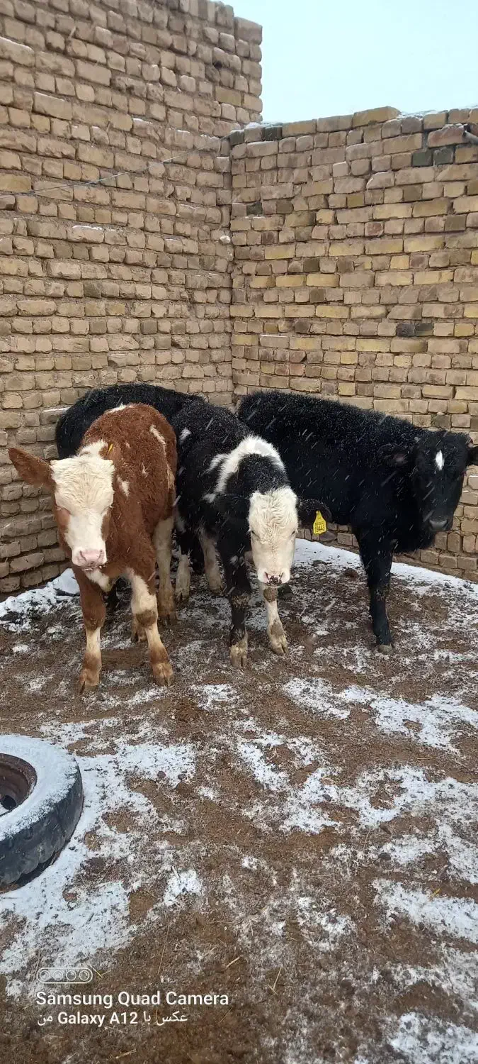 گوساله نر|حیوانات مزرعه|بوئین زهرا, |دیوار