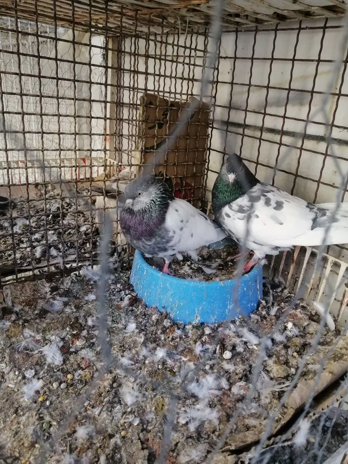 کفتر کبوتر کله سبز درجه یک به شرط همه چی میدم|پرنده|داراب, |دیوار