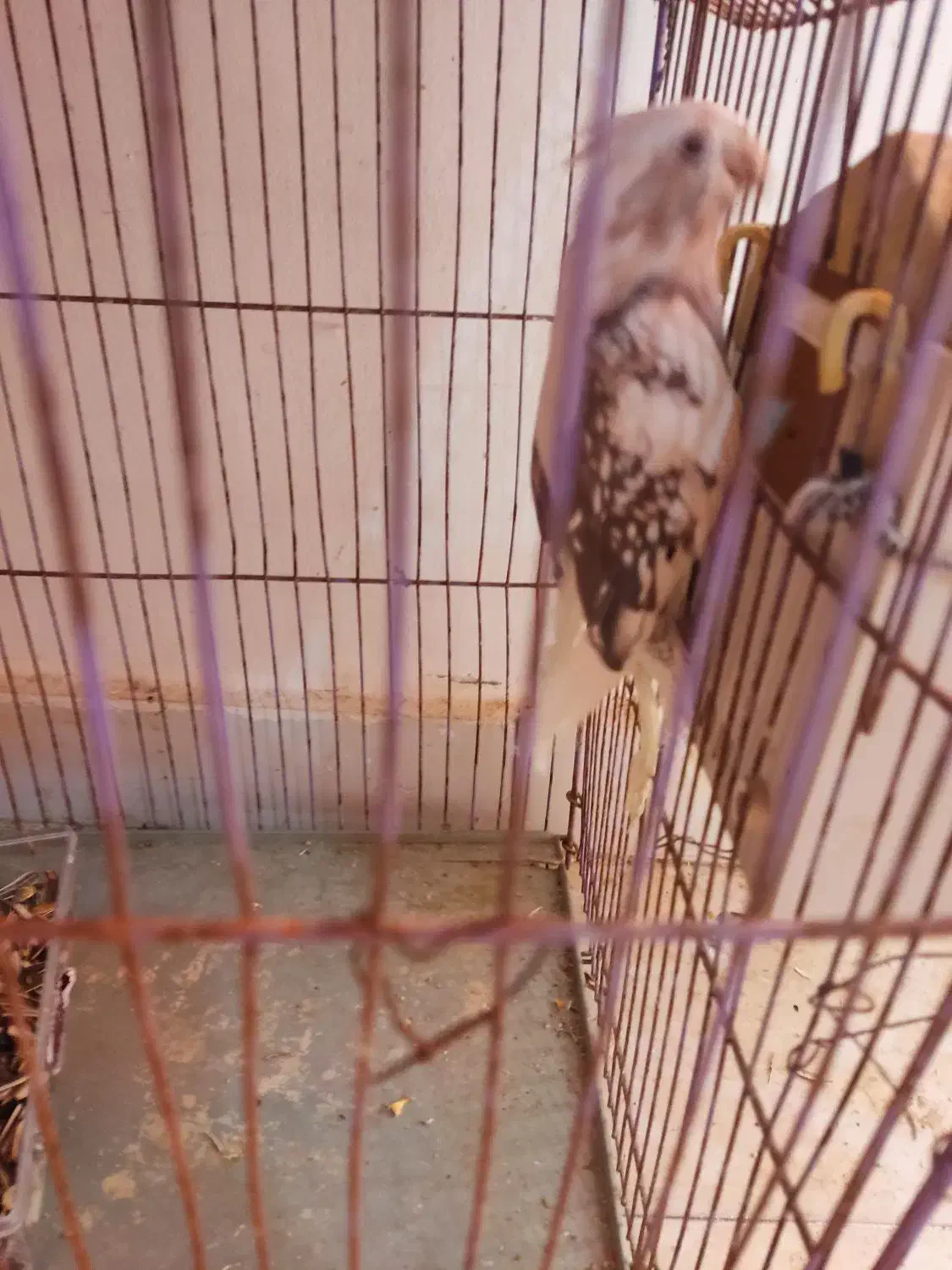 عروس هلندی .فنج نرگسی|پرنده|بندرعباس, |دیوار