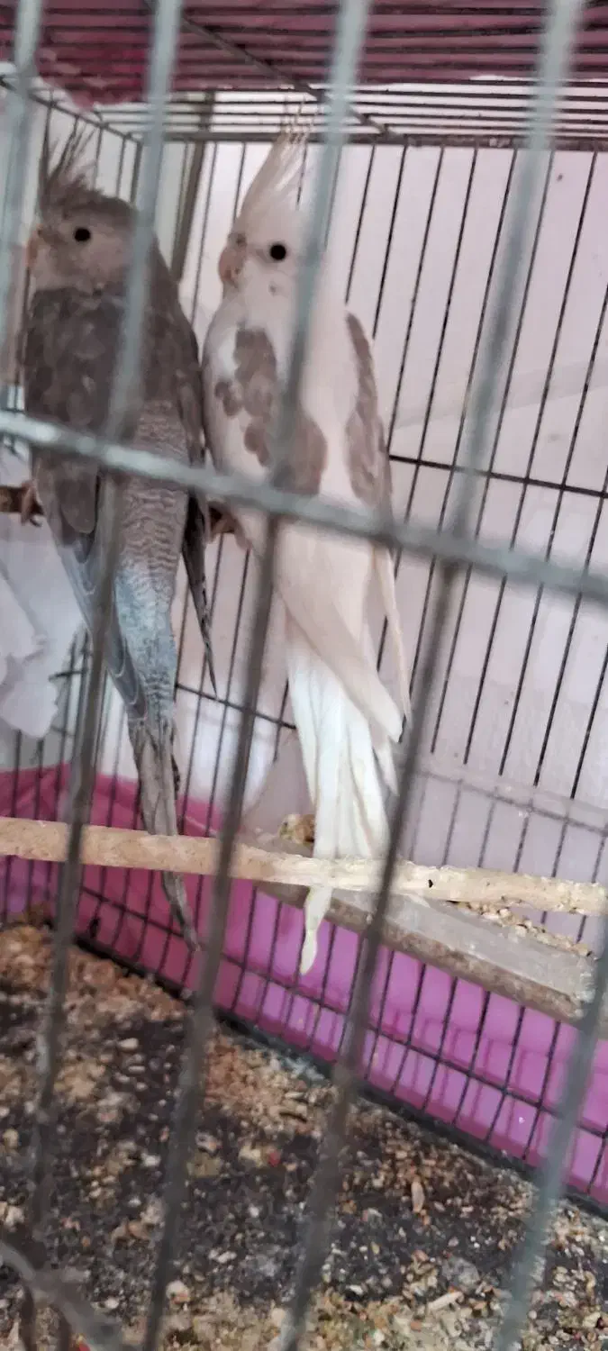 دو تاعروس هلندی البیتو یا سفید|پرنده|جوانرود, |دیوار