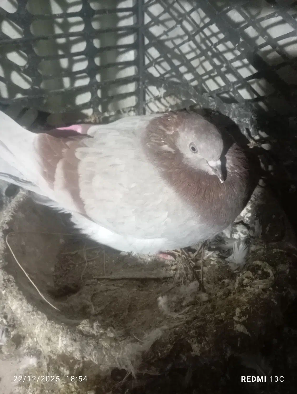 کبوتر|پرنده|شهریار, اسد‌آباد|دیوار