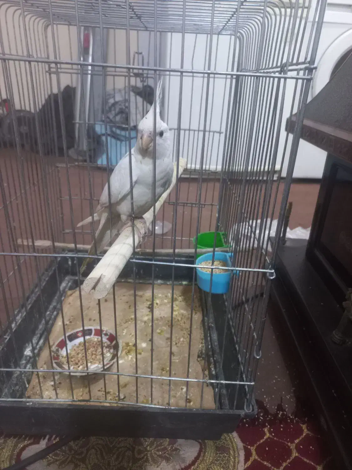 عروس هلندی البینو جوجه ۴ ما قیمت ۱۲۰۰۰۰۰|پرنده|پردیس, فاز ۱۱|دیوار