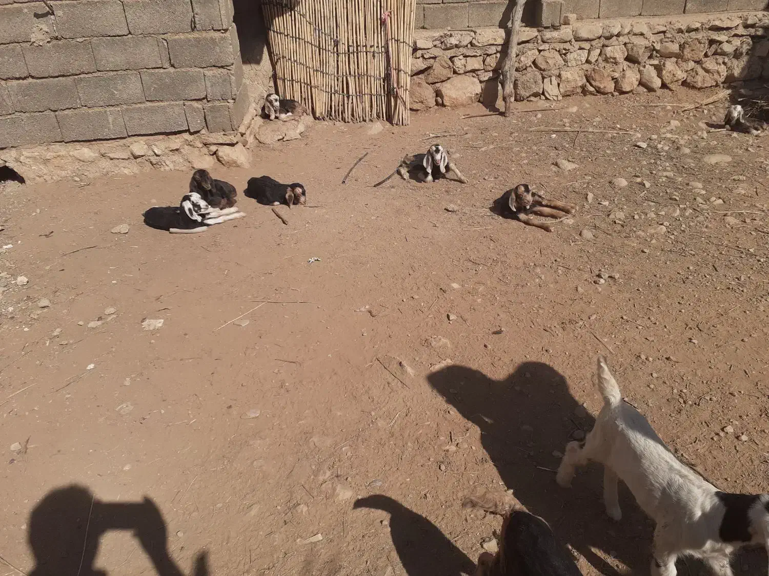 کهره شیری|حیوانات مزرعه|طسوج, |دیوار