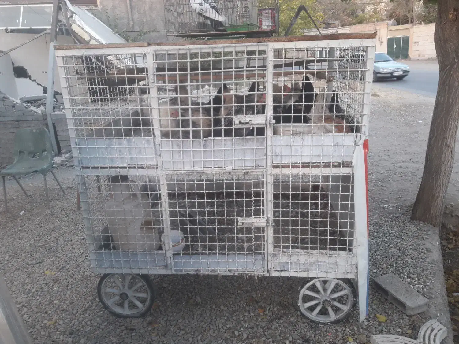 قفس مرغی دو طبقه|لوازم جانبی حیوانات|بومهن, |دیوار