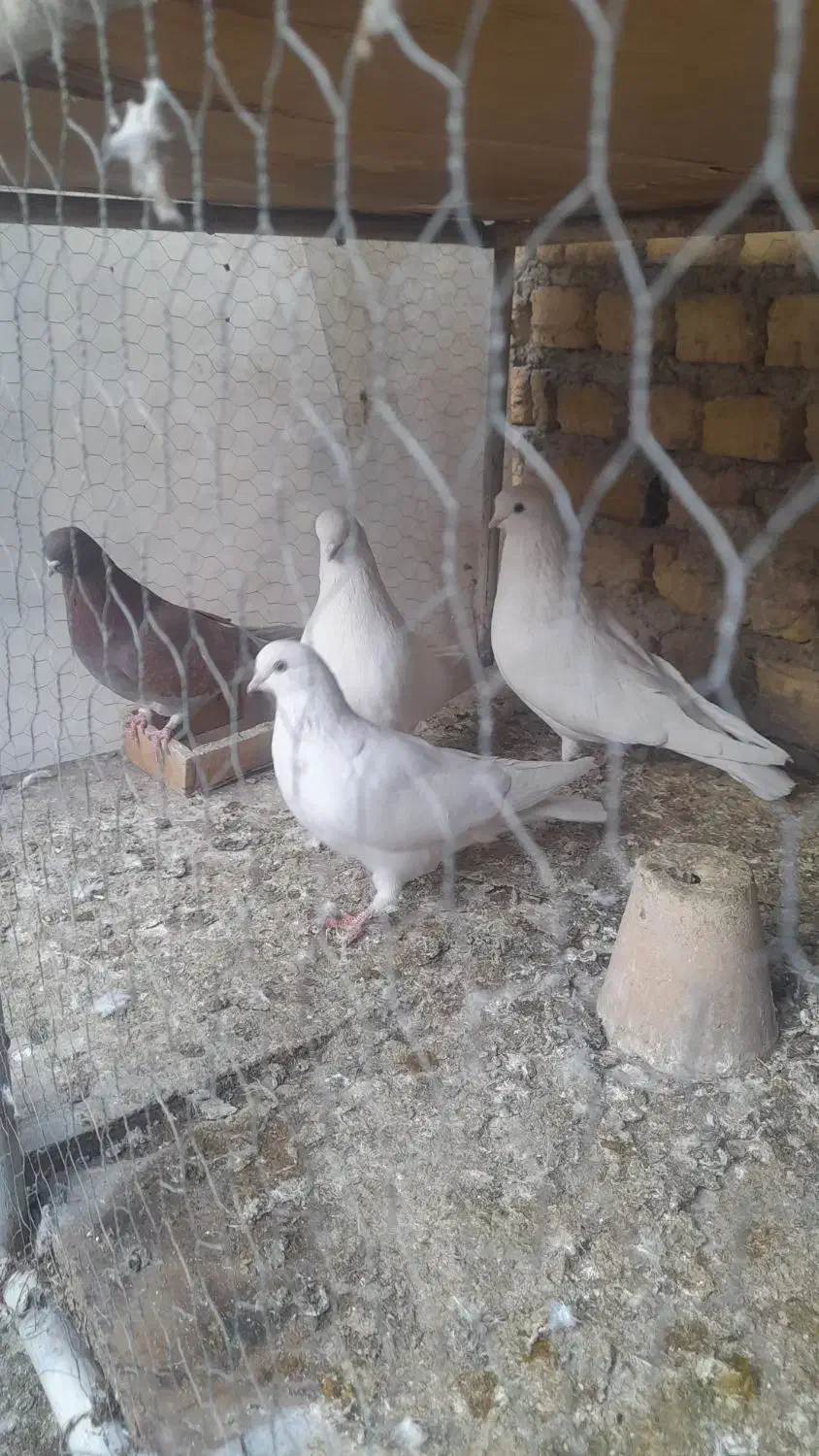 سفیدنوک ریزکشیده دمگیرذات بته دار|پرنده|اصفهان, کشاورزی|دیوار