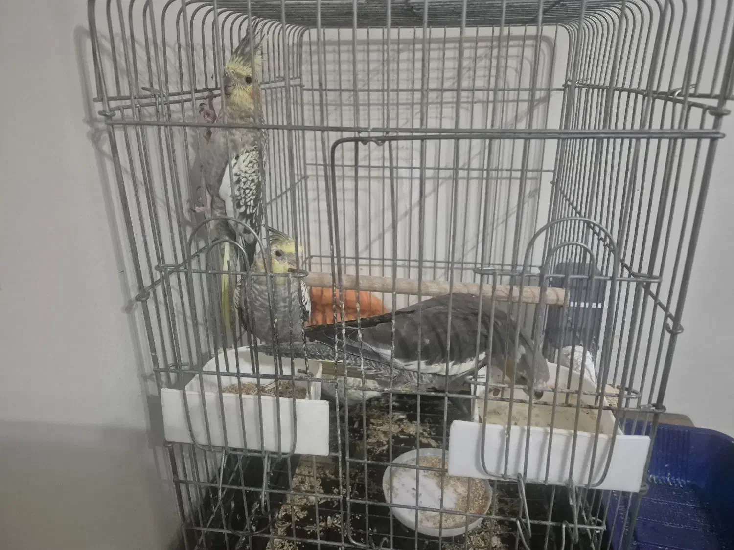 فروش عروس هلندی ۲ ماهه|پرنده|تهران, هفده شهریور|دیوار