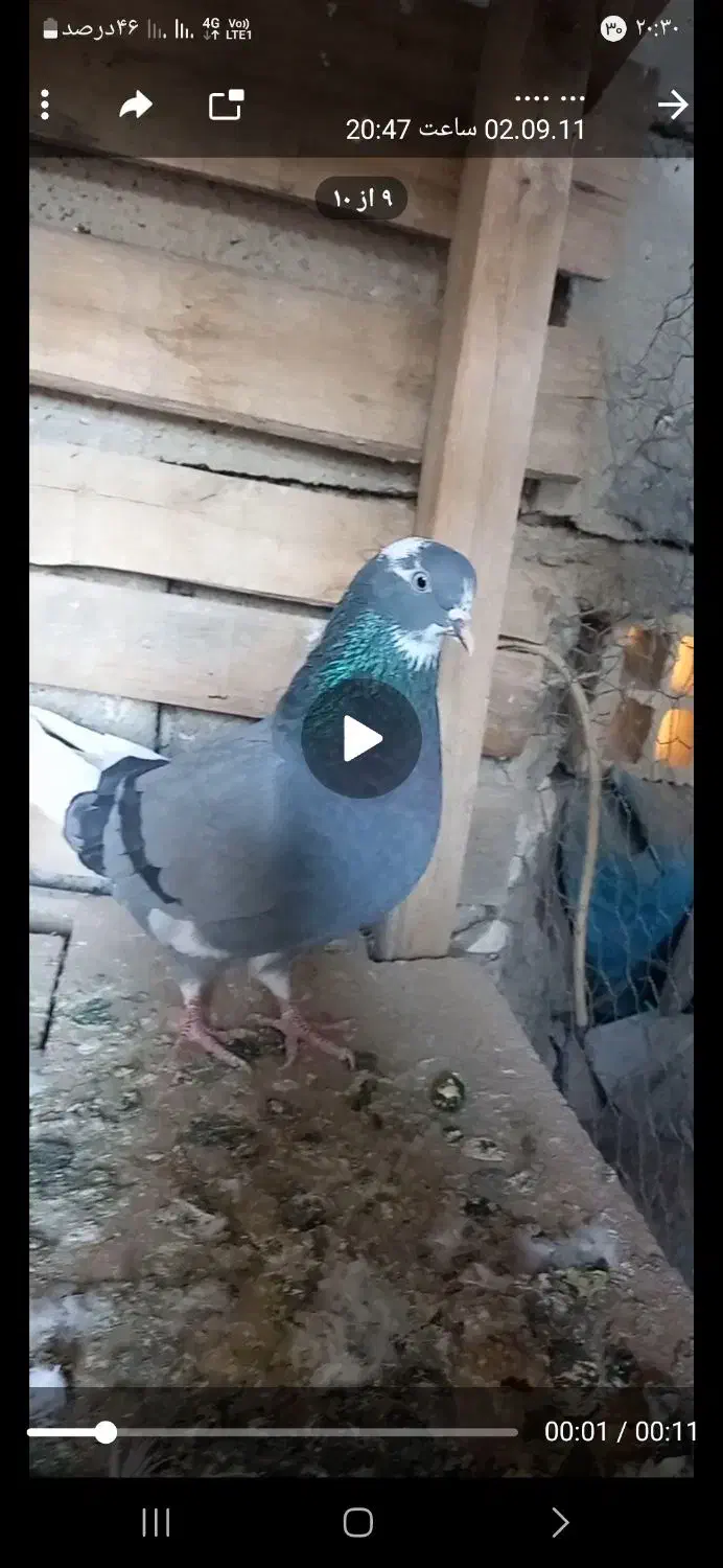 کبوتر گمشد|حیوانات|کوهدشت, |دیوار