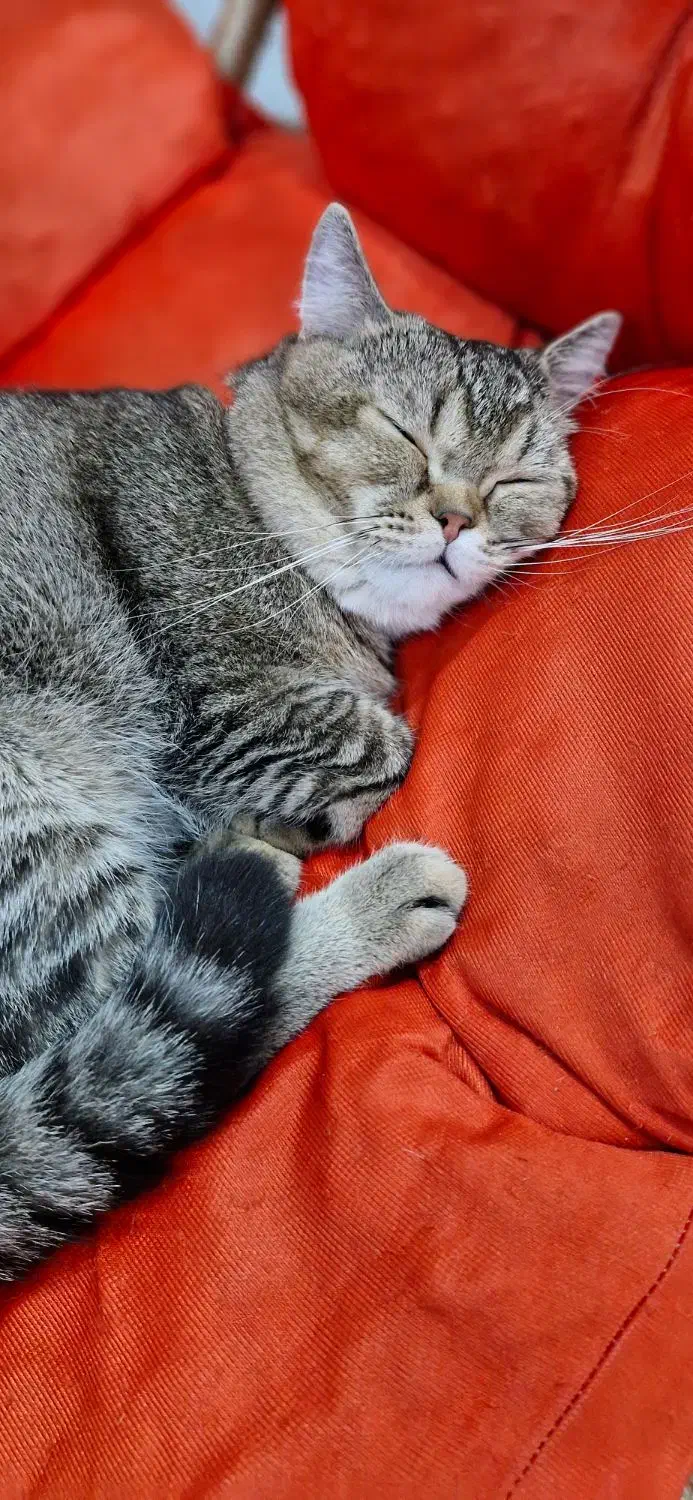 گربه بریتیش|گربه|بندرلنگه, |دیوار