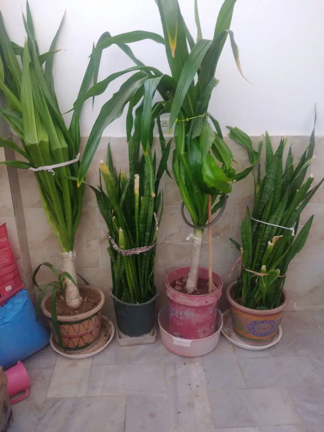 فروش گل|گل و گیاه طبیعی|مهریز, |دیوار