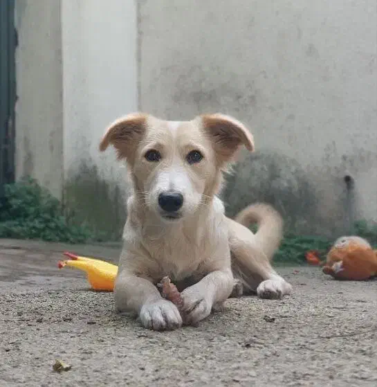 واگذاری رایگان سگ (اشپیتز)|سگ|قائمشهر, |دیوار