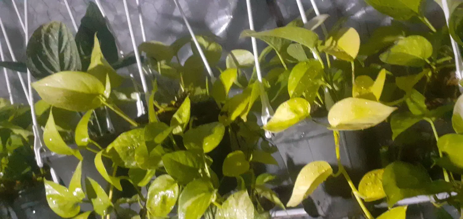 گل های گوناگون|گل و گیاه طبیعی|آستارا, |دیوار