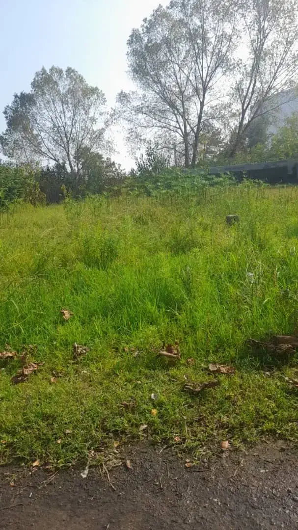 خدمات کوتاهی چمن و زدن علف های هرز|خدمات باغبانی و درختکاری|بندر انزلی, سی متری|دیوار