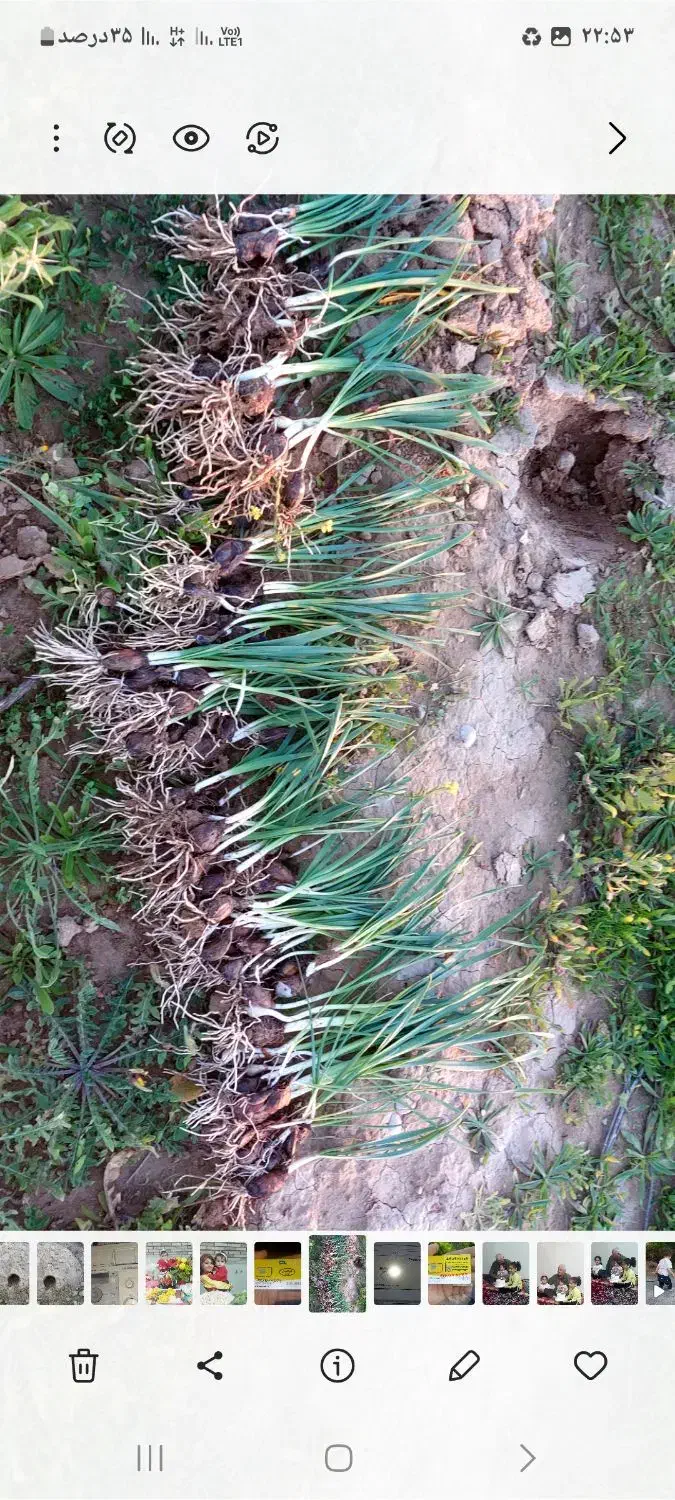 گل نرگس پیاز امسال|خدمات باغبانی و درختکاری|بهبهان, |دیوار