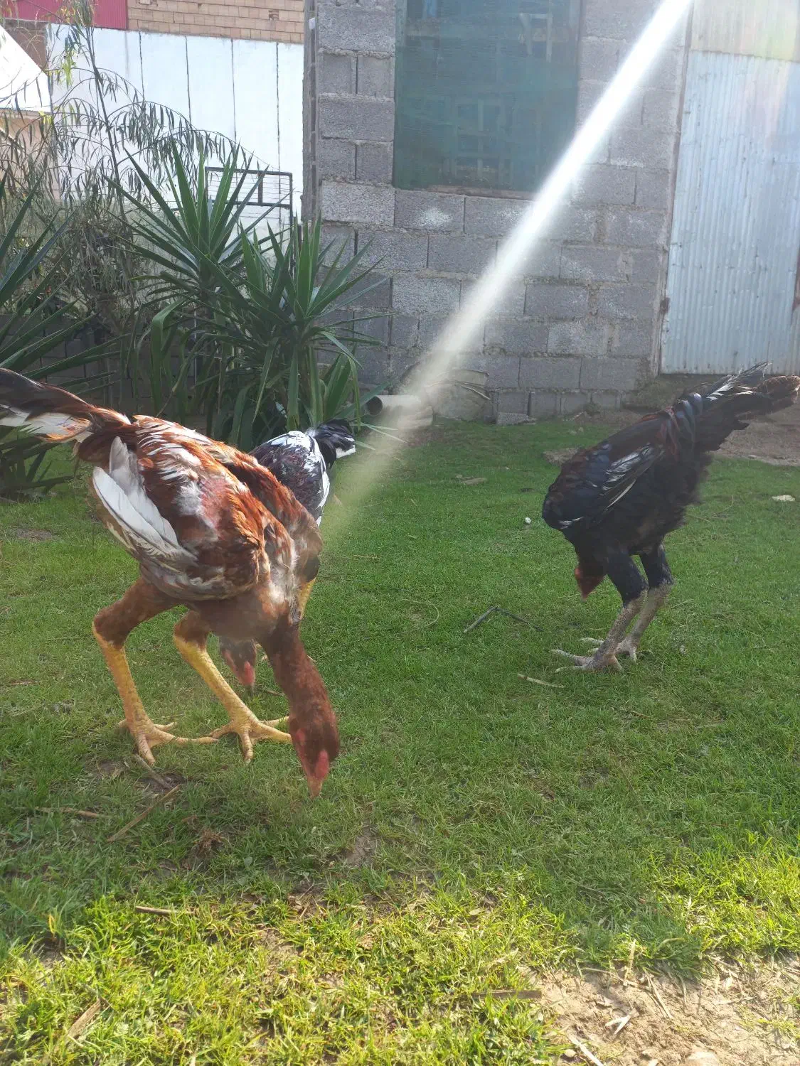 حیواناتمزرعه|حیوانات مزرعه|رشت, آتشگاه|دیوار