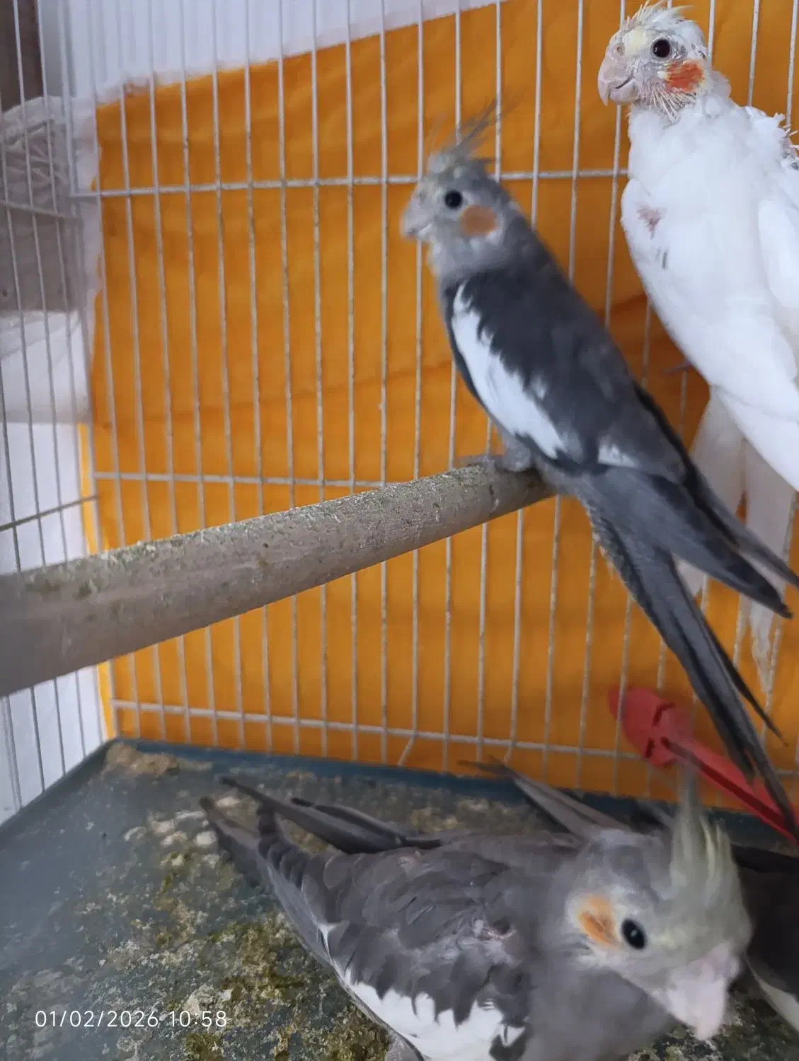 عروس هلندی|پرنده|مشهد, شیرحصار|دیوار