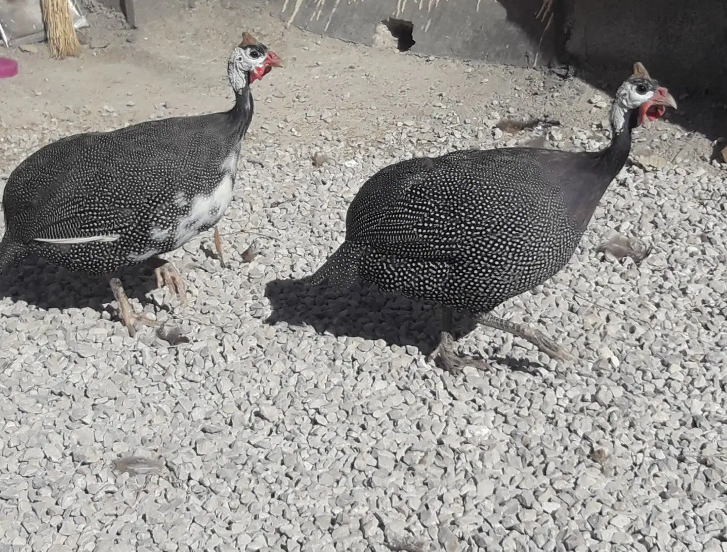 پرنده شاخدار|حیوانات مزرعه|پلدختر, |دیوار