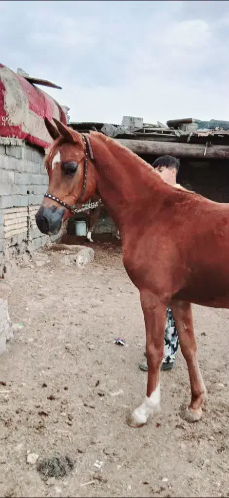 اسب|اسب و تجهیزات اسبسواری|اهواز, کوی علوی|دیوار