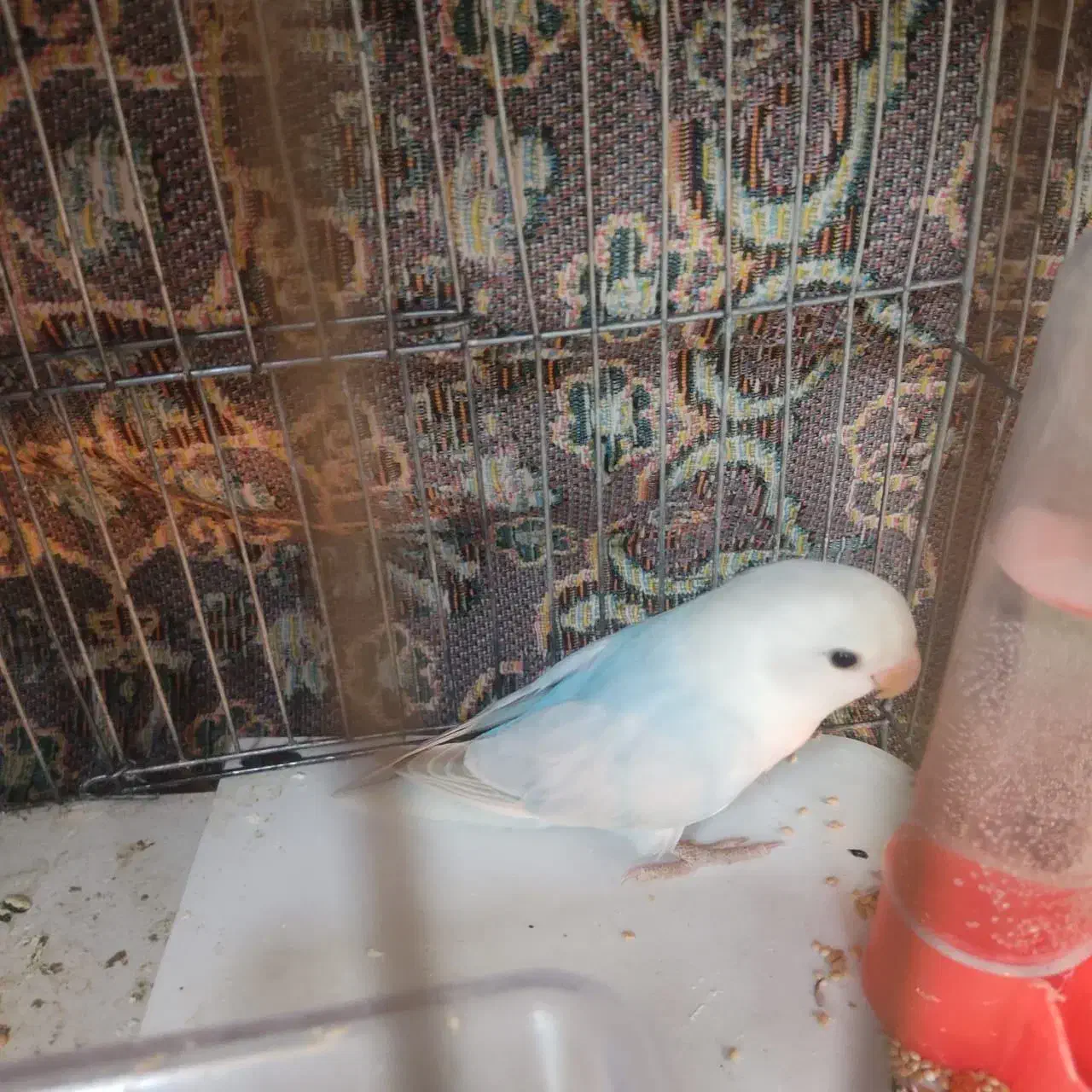 یک عدد طوطی برزیلی رنگ خواص|پرنده|گرمسار, |دیوار