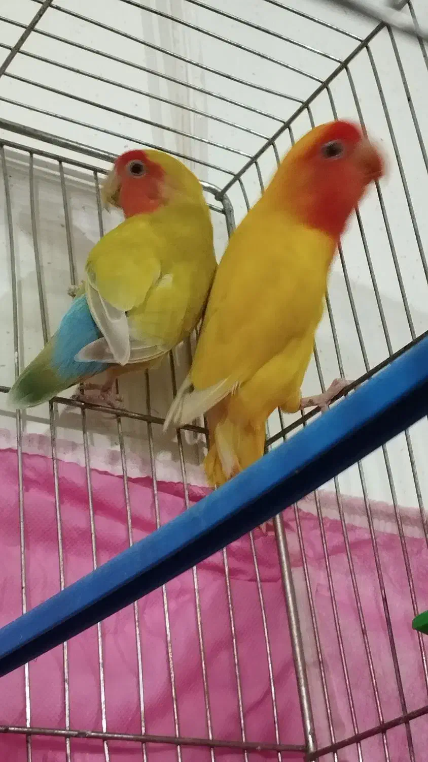 فروش جفت مولد کوتوله زرد آماده تخمگذاری|پرنده|فردوس (خراسان), |دیوار