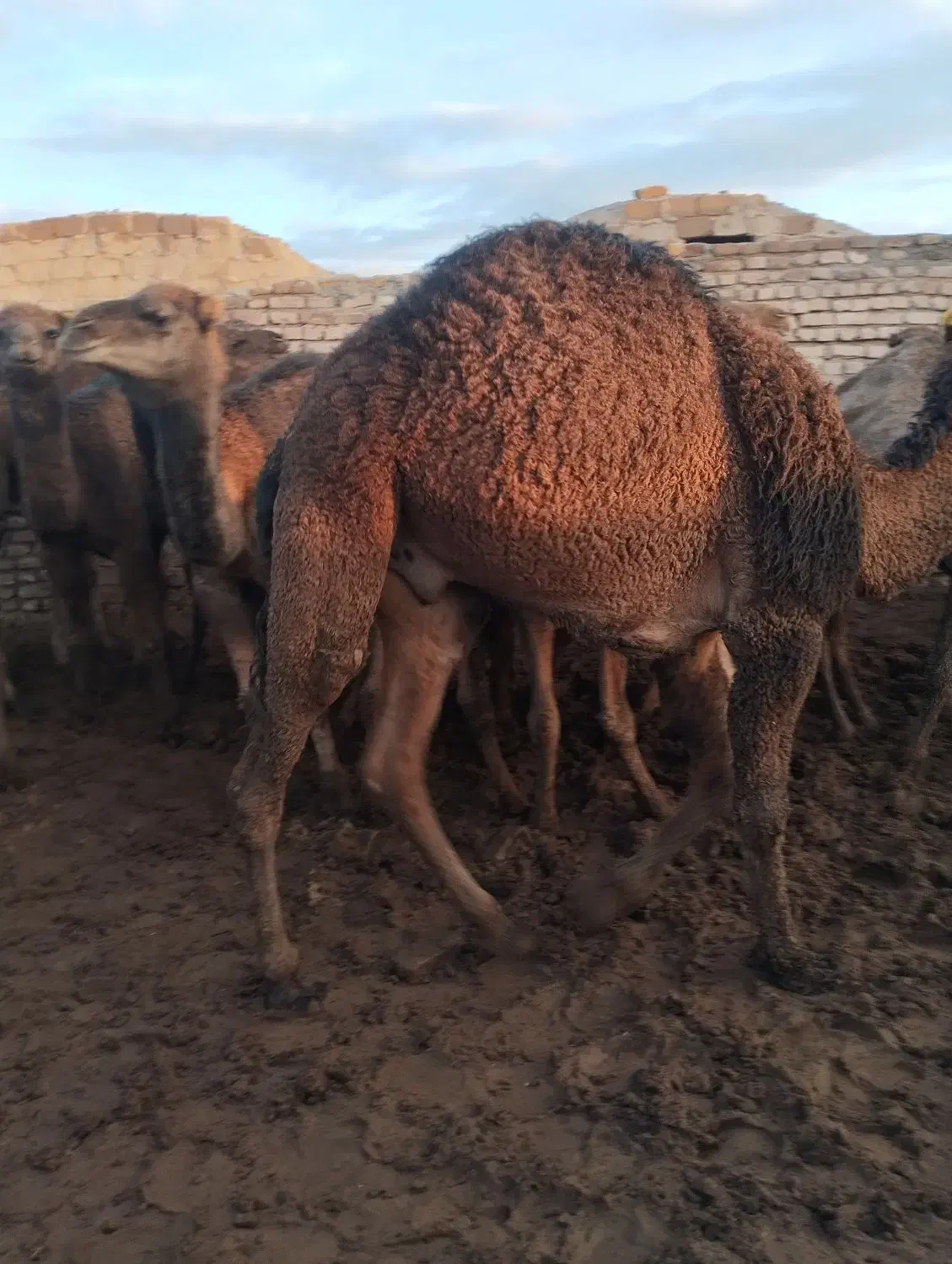 شتر چاق|حیوانات مزرعه|تهران, بهارستان|دیوار