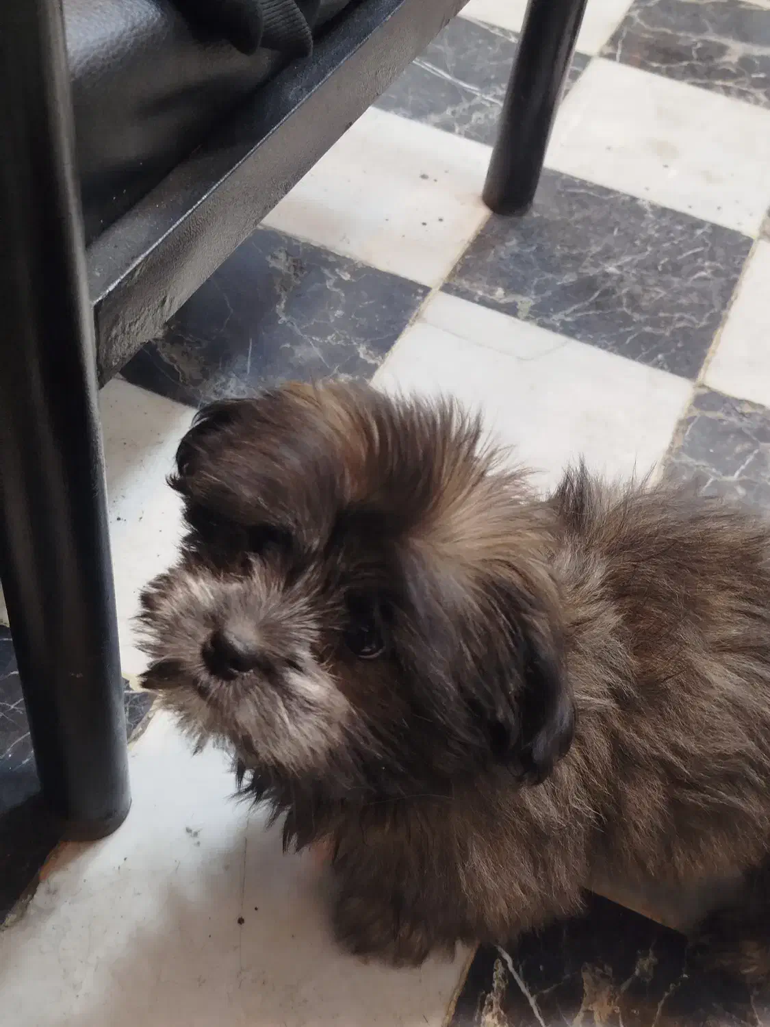 سگ پاکوتاه|سگ|مشهد, حسینآباد|دیوار