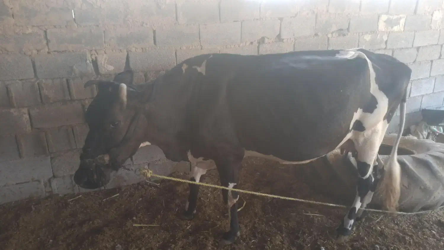 سلام گاو باگوساله ماده|حیوانات مزرعه|رامشیر, |دیوار