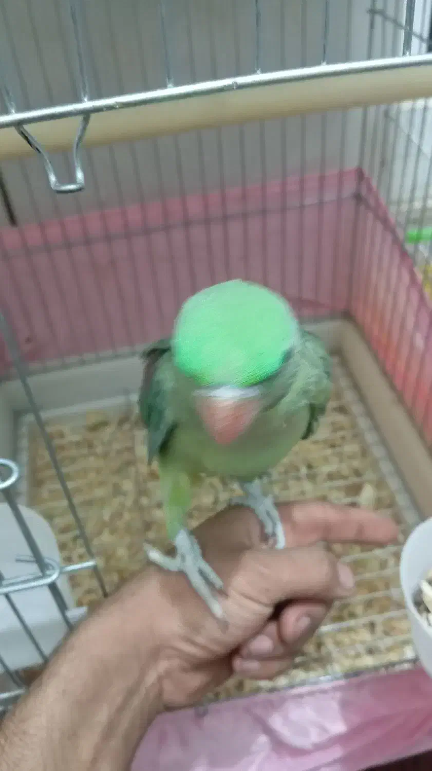 شاه طوطی ۵ماهه رام ودستی|پرنده|ایرانشهر, |دیوار