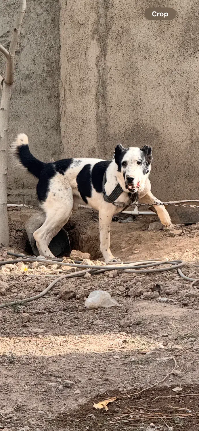 سگ سرابی|سگ|پاکدشت, پاکدشت (مامازند)|دیوار