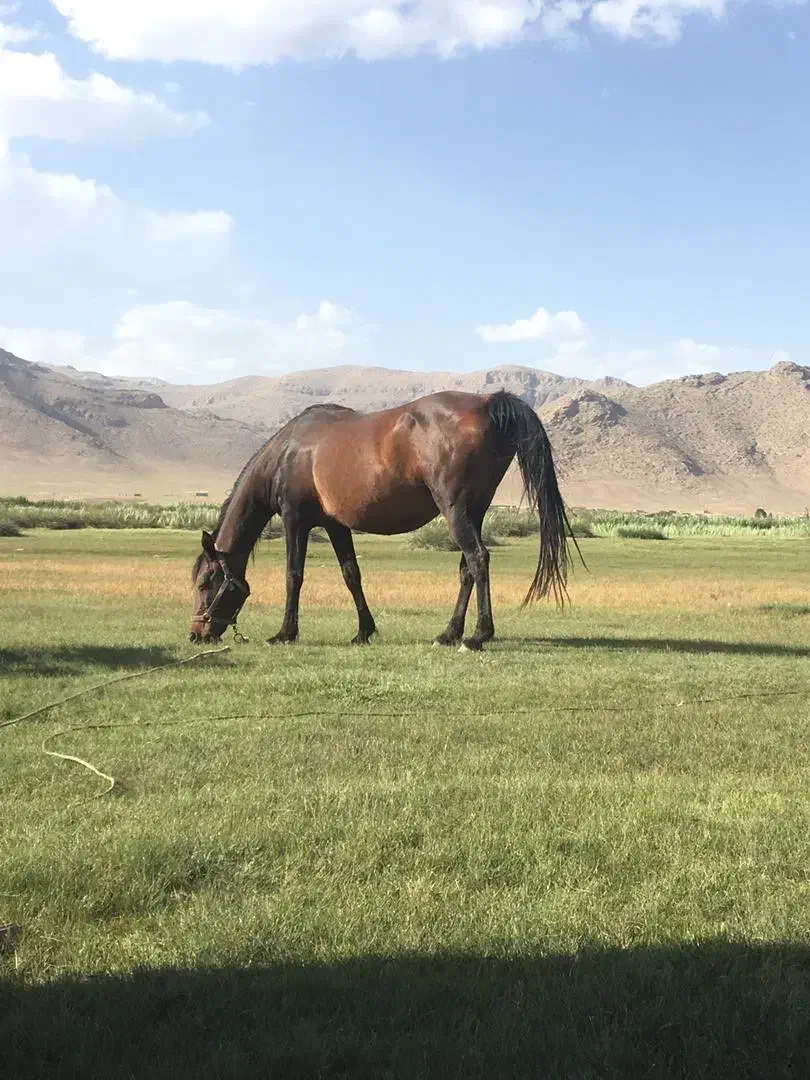 مادیون ترکی|اسب و تجهیزات اسبسواری|شیراز, تندگویان|دیوار